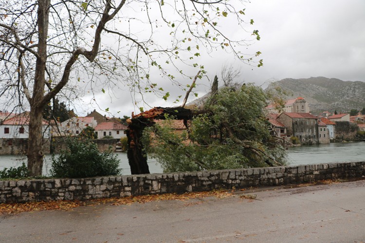 Nevrijeme pogodilo Trebinje: Voda ušla u kuće, stablo polomljeno