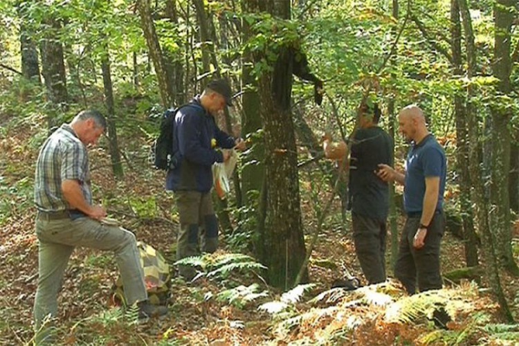 Mađari ispituju hrast u Srpskoj, žele obnoviti svoje šume