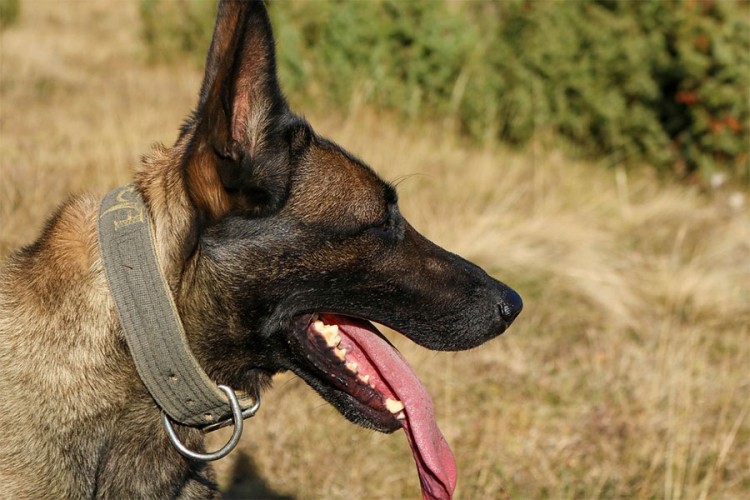 Vojni psi usmrtili vodiča pasa u Austriji