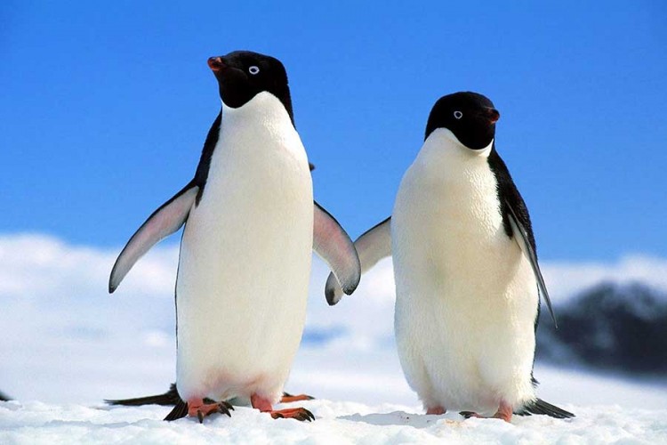 Učite o ljubavi od ptica s Antarktika: Pingvini prose svoje ženke