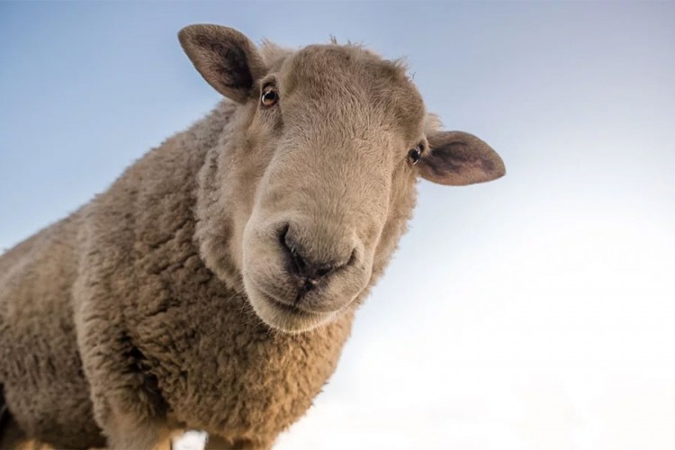 Vic dana: Stopira seljak sa ovcom
