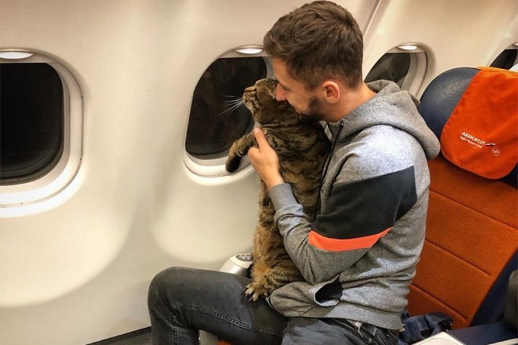 Pokušao da prokrijumčari debelog mačka u kabinu aviona