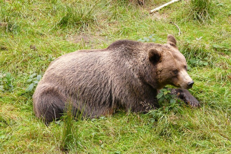 Ubijen medvjed u Crnoj Gori, uhapšeno pet lovaca