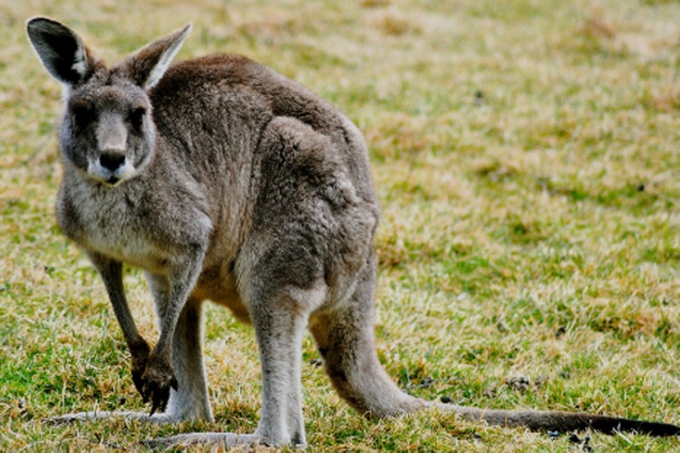 Ženu brutalno pretukao kengur, preživjela praveći se mrtva