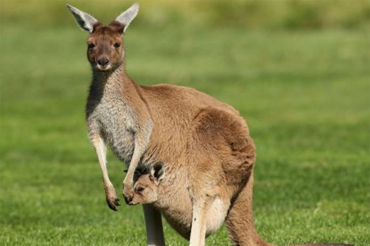 Ženu prebio kengur
