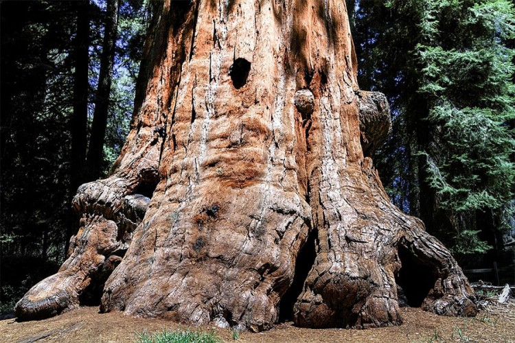 Najčuvanija tajna Kalifornije: Skriveno u šumi, ali visoko iznad nje