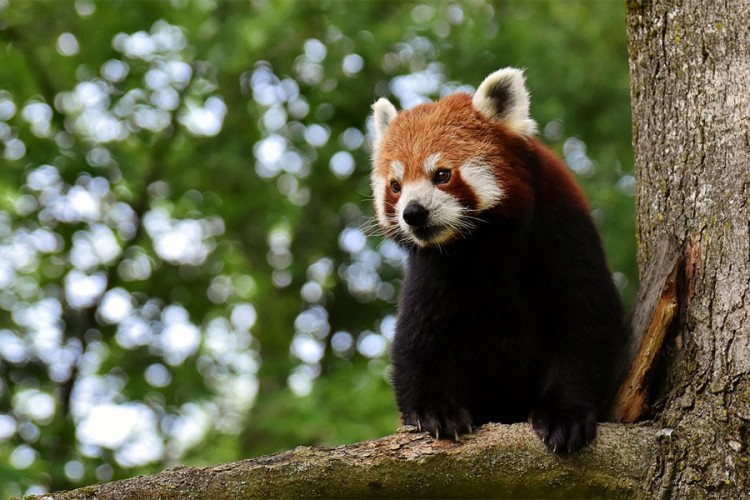 Crvena trogodišnja panda pobjegla iz zoološkog vrta