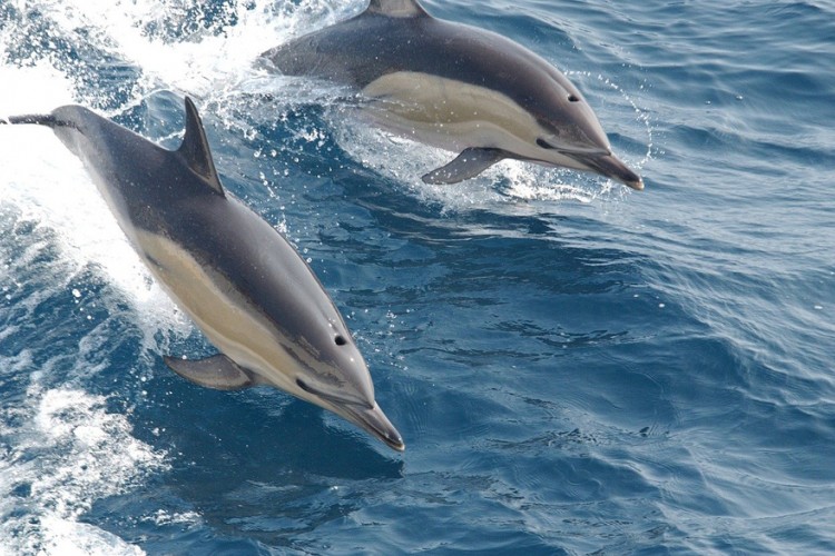 Manje delfina, više smeća u Crnom moru