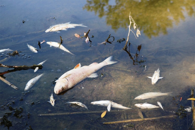 Pomor ribe u jezeru Vrapčići