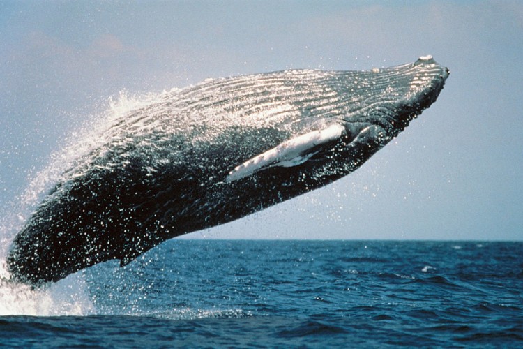 Grbavi kitovi su skoro izumrli, a sada su šokirali naučnike