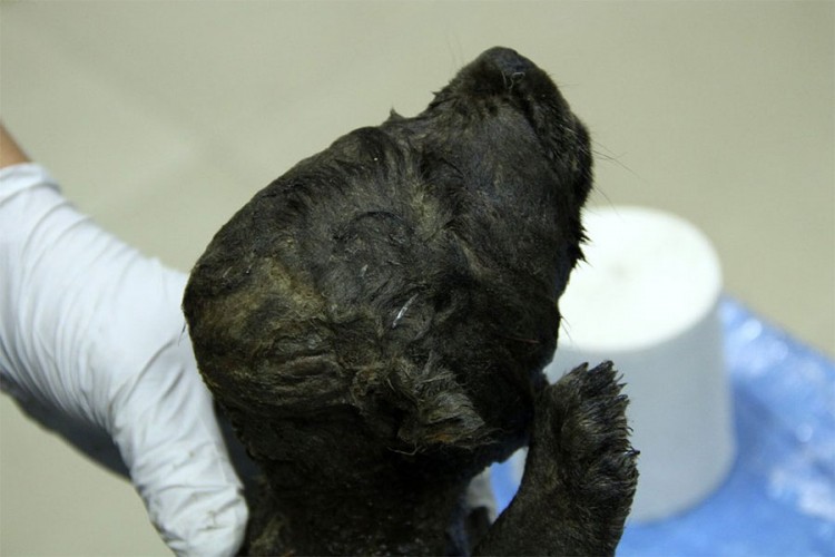 U Sibiru pronađen "pas" star 18.000 godina