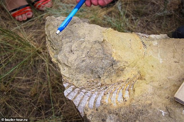 Pronađen fosil praistorijske ribe sa testerastim zubima