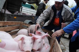 BiH će ukinuti vakcinaciju protiv svinjske kuge