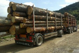 Drvoprerađivačima 900.000 kubika trupaca