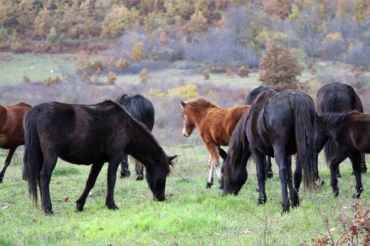 Bosanski brdski konj nije više ekstremno ugrožena vrsta
