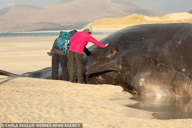 Kit od 60 tona pronađen nasukan na obali u Škotskoj