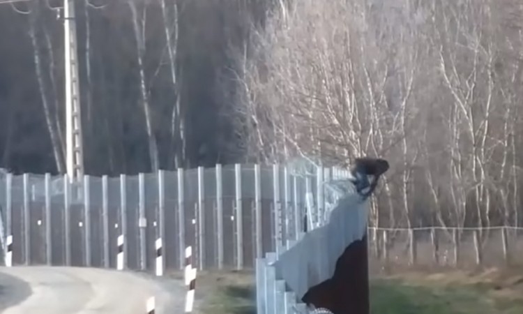 Migranti preskaču ogradu na granici Srbije i Mađarske, objavljen snimak