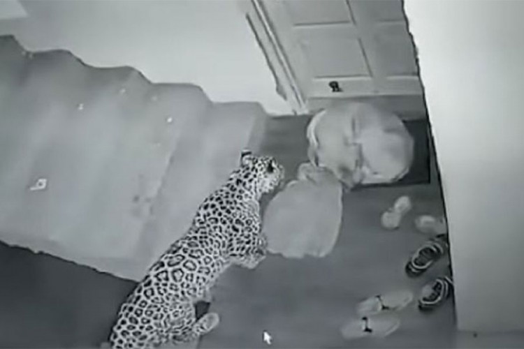 Leopard se ušunjao u zgradu i napao labradora koji je spavao