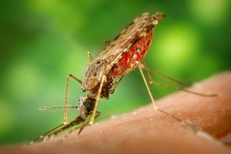 SZO upozorava: Malarija prijeti polovini svjetske populacije