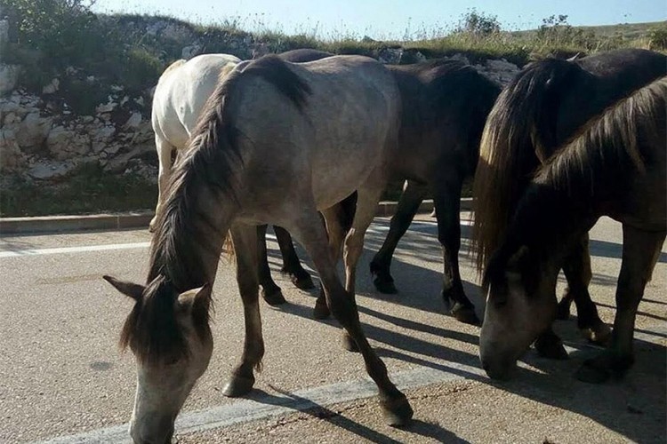 Divlji konji na putu preko prevoja Borova Glava