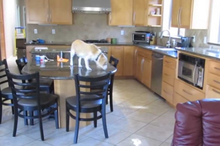 Vlasnici postavili skrivenu kameru pa se iznenadili šta radi njihov pas