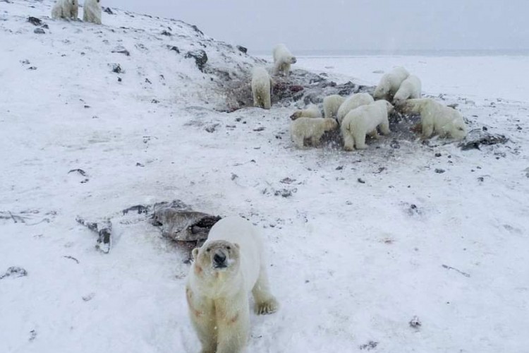 Polarni medvjedi "opkolili" rusko selo