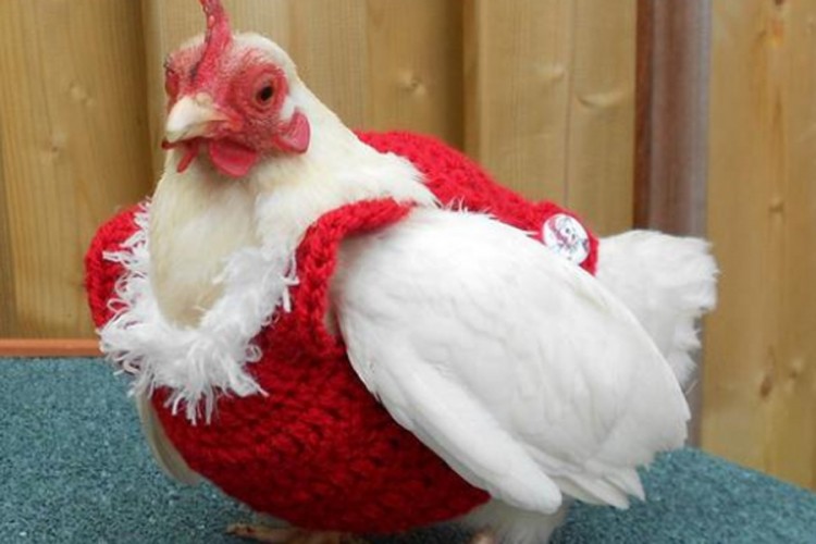 Uzbuna u kokošinjcu: Prodaju božićne džempere - za kokoši