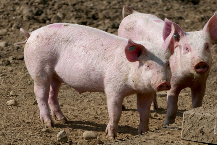 Srbija nema nijedno žarište afričke kuge svinja
