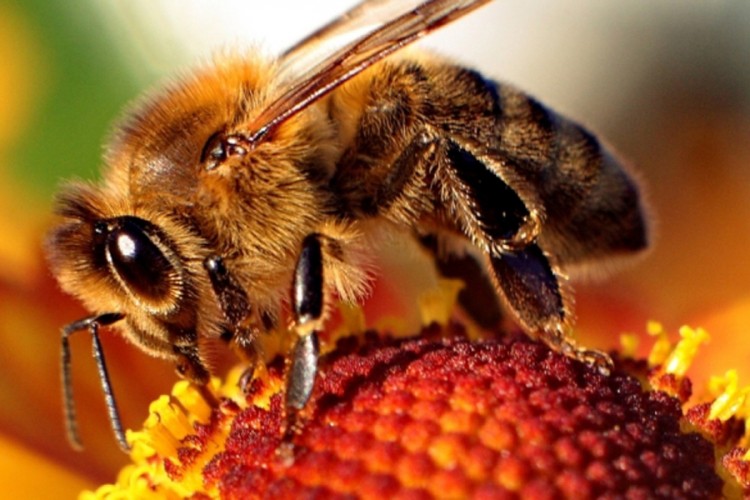 Bez muva, bubašvaba i pčela nastao bi ekološki haos