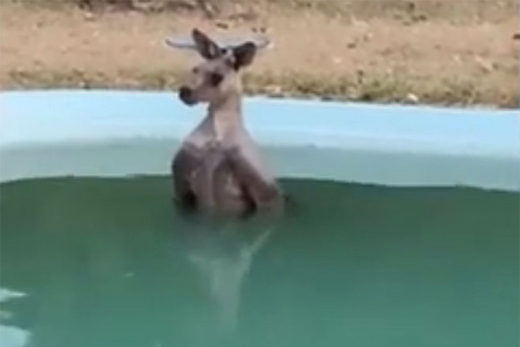 Kengur pobjegao od požara u bazen