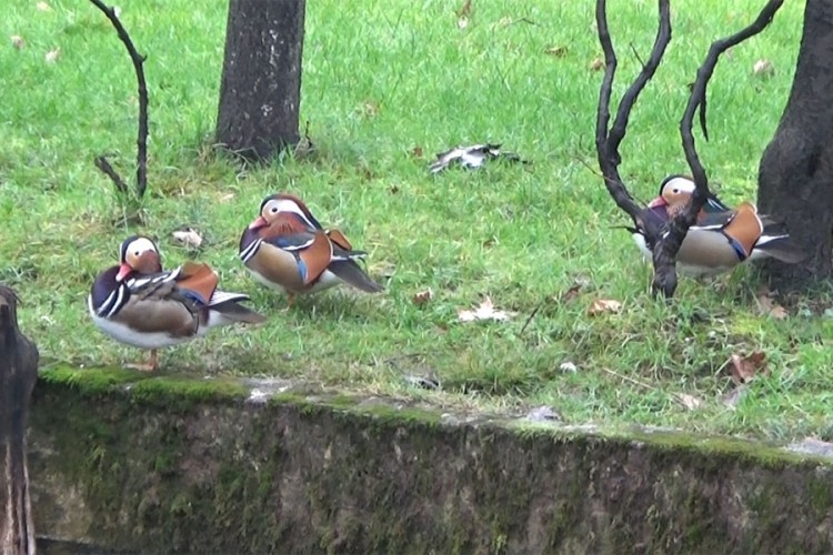 Mandarinske patke doletjele na Sanu