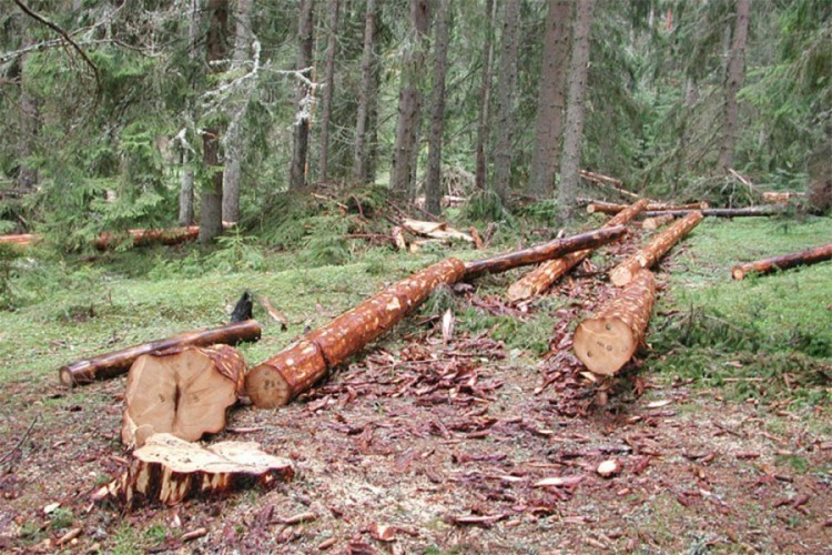 Podnijet izvještaj protiv petorice zbog bespravne sječe šume