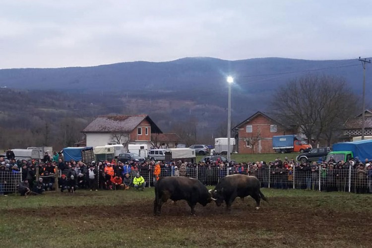 Održana novogodišnja korida kod Ključa: Rogove ukrstilo 30 bikova