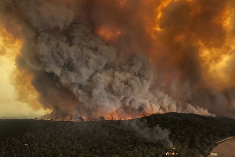 Milioni životinja stradali u požarima u Australiji