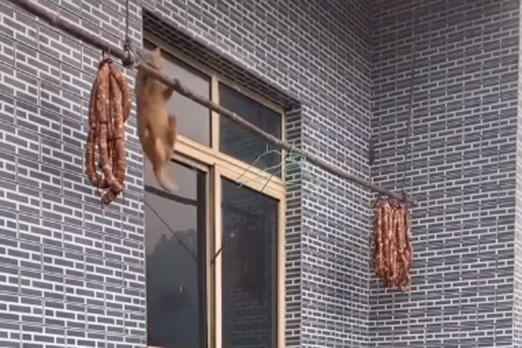 Urnebesan snimak mačke koja se bori da dođe do kobasica