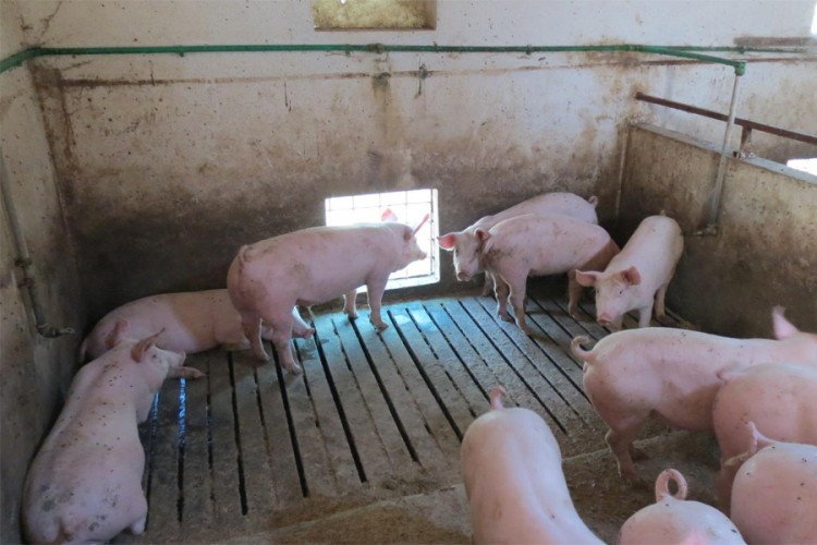 Otkrivena afrička svinjska kuga na farmi u Bugarskoj