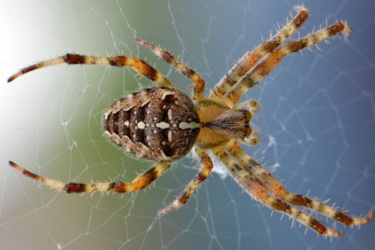 Kako se riješiti straha od paukova
