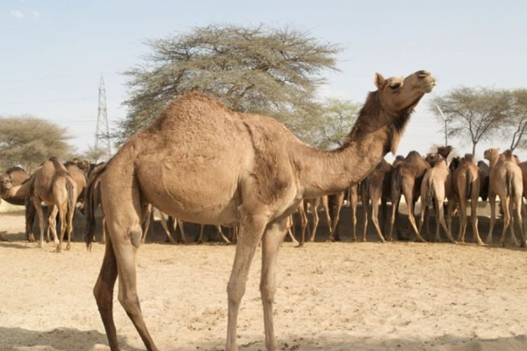 U Australiji 10.000 kamila pred odstrelom zbog vode
