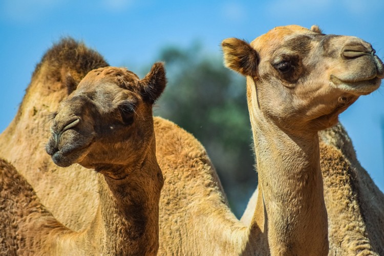 Snajperisti će usmrtiti 10.000 kamila u Australiji