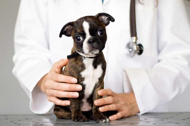 Besplatno sterilisana i vakcinisana 6.193 psa u Banjaluci