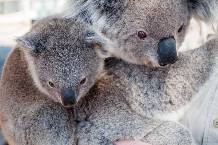 Za spasavanje ugroženih životinja u Australiji 50 miliona dolara