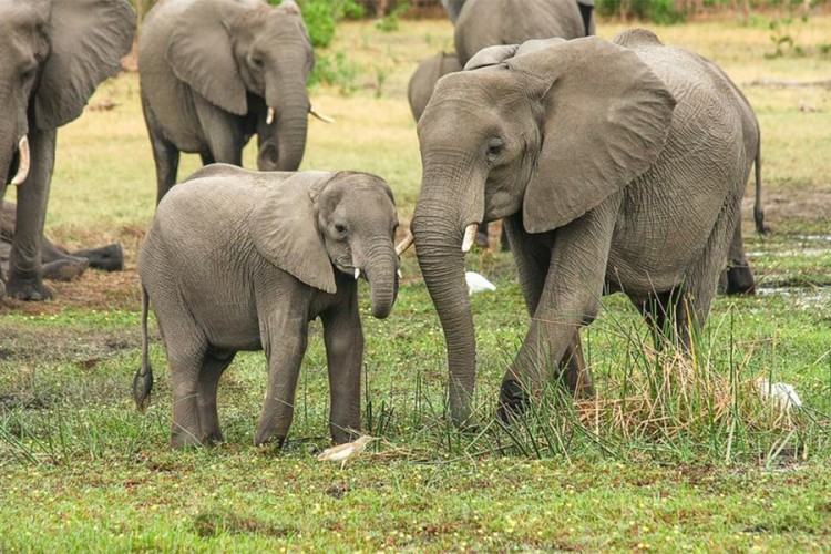 Svake godine na dan smrti slonovi odlaze do njegove kuće