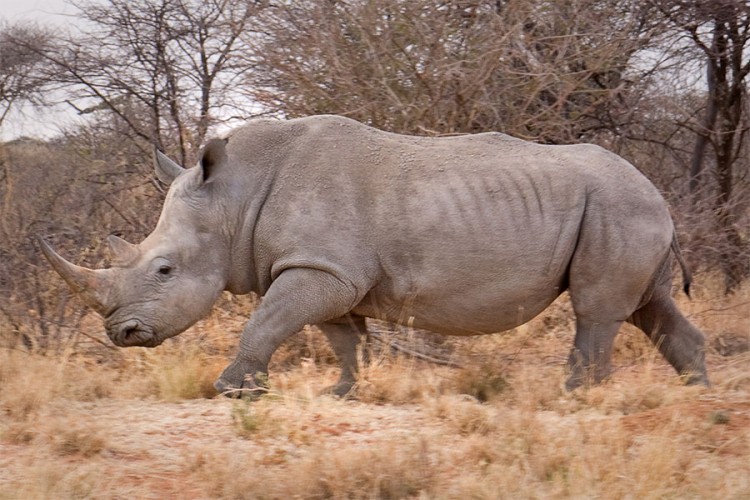 Spašena jedna vrsta nosoroga u Južnoj Africi