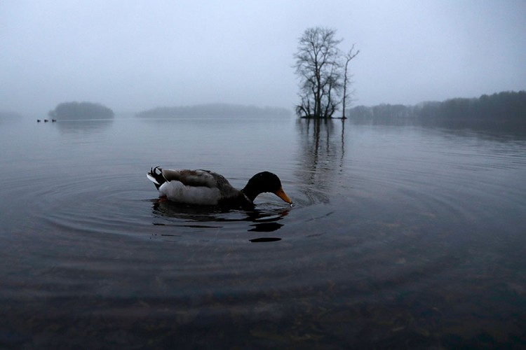 Zbog pojave ptičije gripe u Mađarskoj eutanizirano 115.000 patki