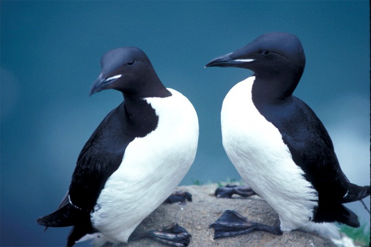Milion morskih ptica uginulo iznad Tihog okeana