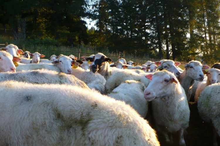 Psi lutalice poklali ovce na imanju kod Gradiške, šteta velika
