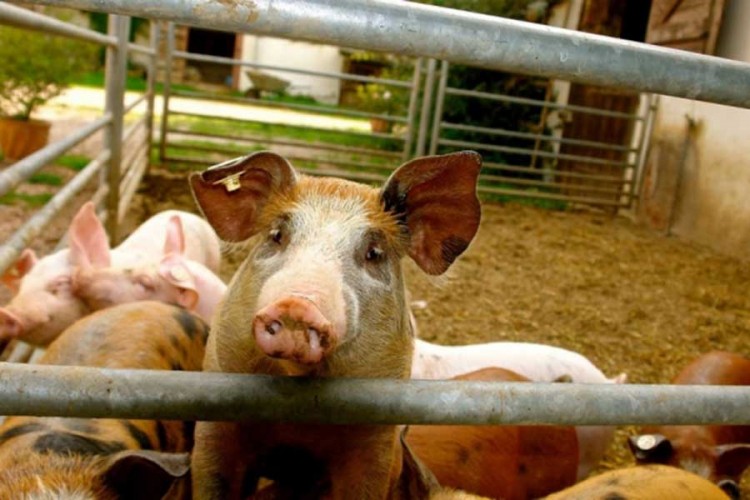 U Italiji zaplijenjeno i uništeno 9,5 tona kineske svinjetine