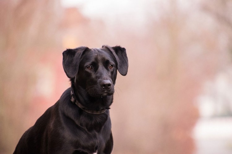 Amerikanci zabrinuti: Zašto psi tragači umiru