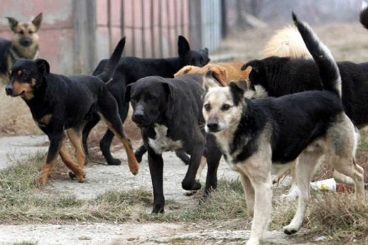 Uređenje azila za pse u sklopu centra "Manjača" počinje u februaru