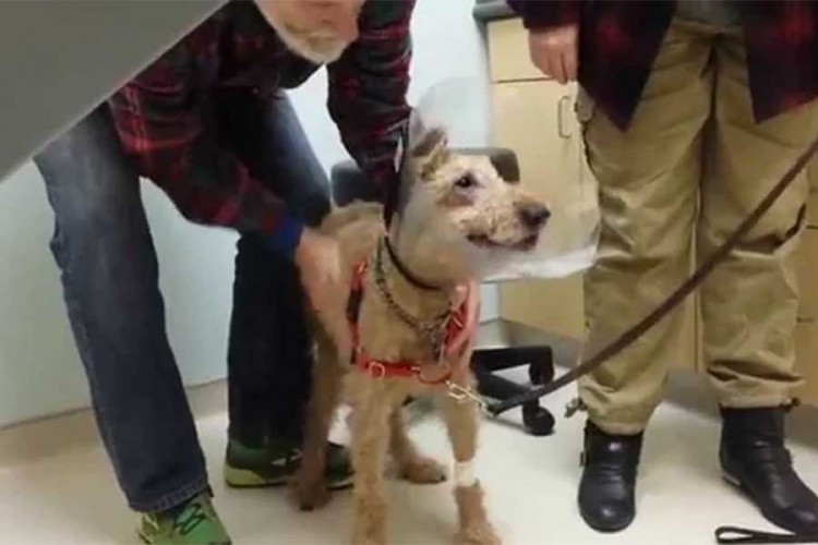 Slijepom psu veterinari vratili vid, njegova reakcija je čudesna